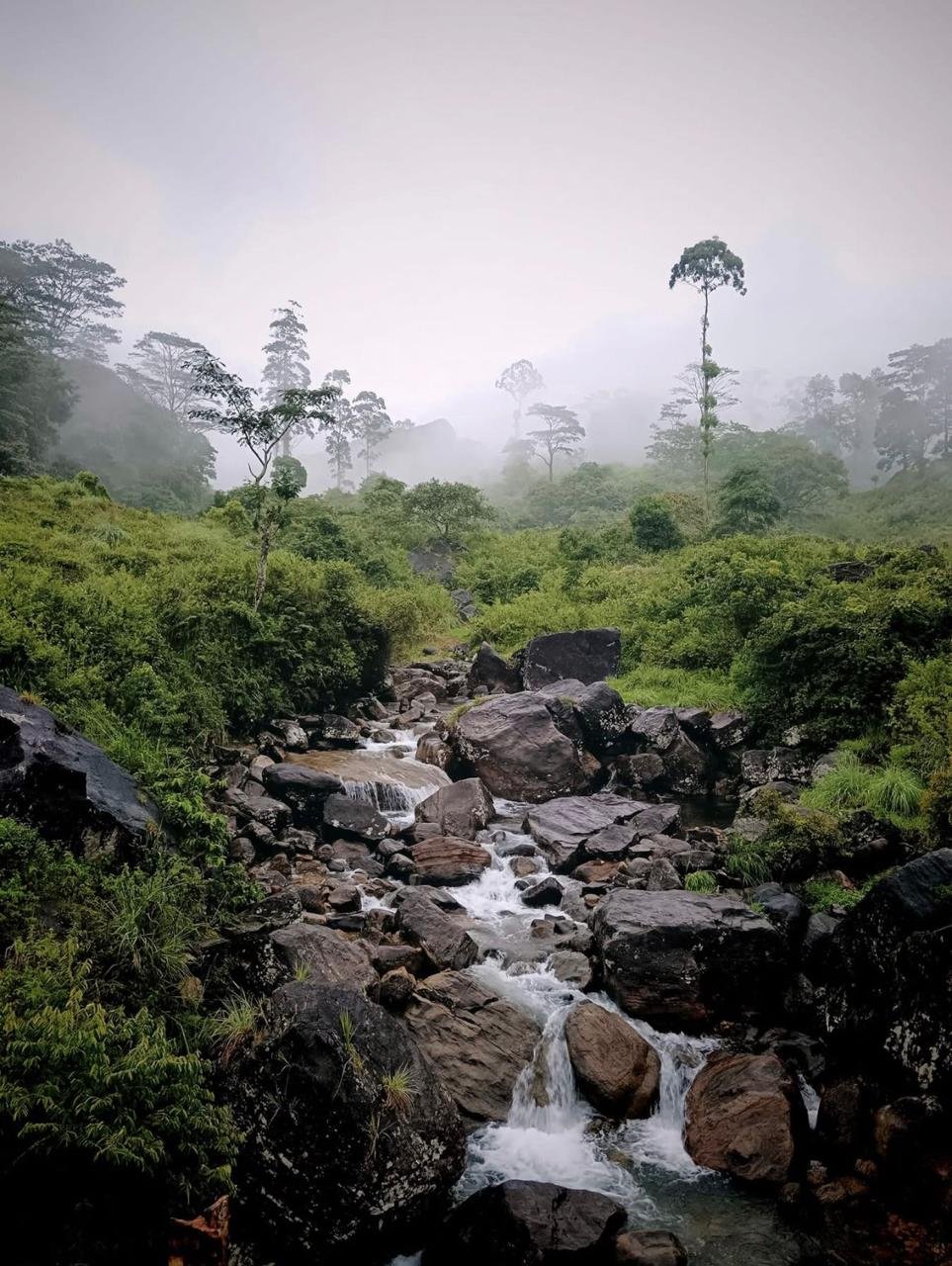 Shenaya Plantation - WhatsApp Image 2025 09 21 at 17.54.53 041353ab